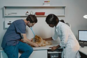 Muebles veterinarios - Meditems